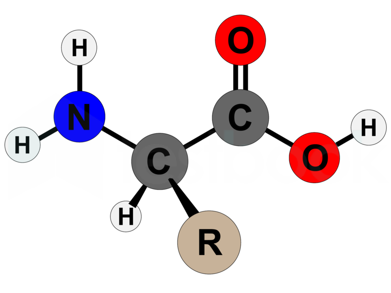 [Solved] Amino acids are the building blocks of