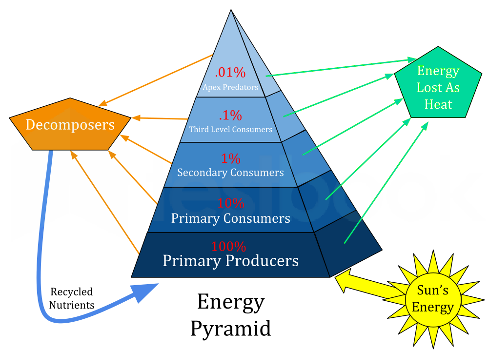 Ecological Pyramid