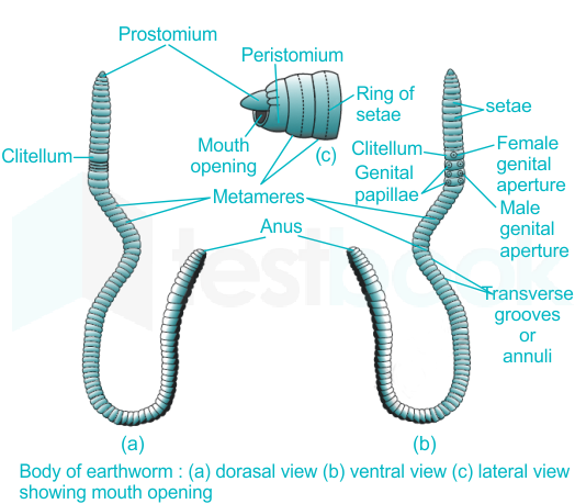 Solved] The First Body segment of Earthworm is