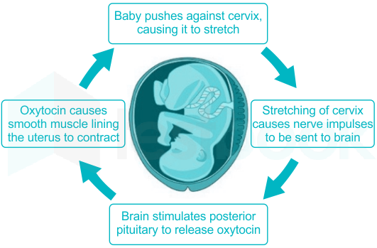 Oxytocin Reflex