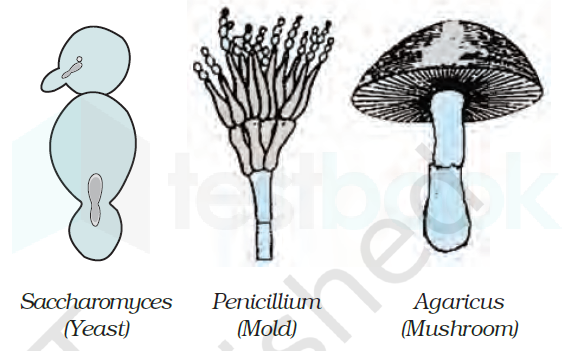 Fungi1