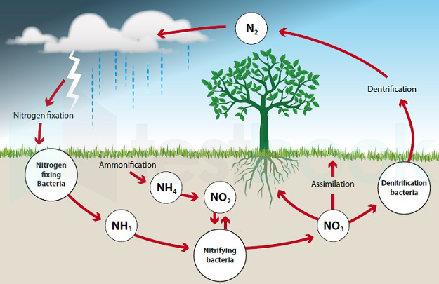 Nitrogen Cycle www.acs.edu.au 