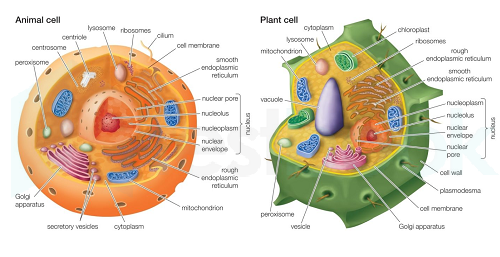 NwRmAkWHQji9xttByjvp animal cell vs plant cell-58b45d8f5f9b5860460ceb88