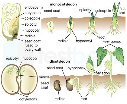 Roots