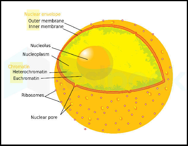 nuclear membrane