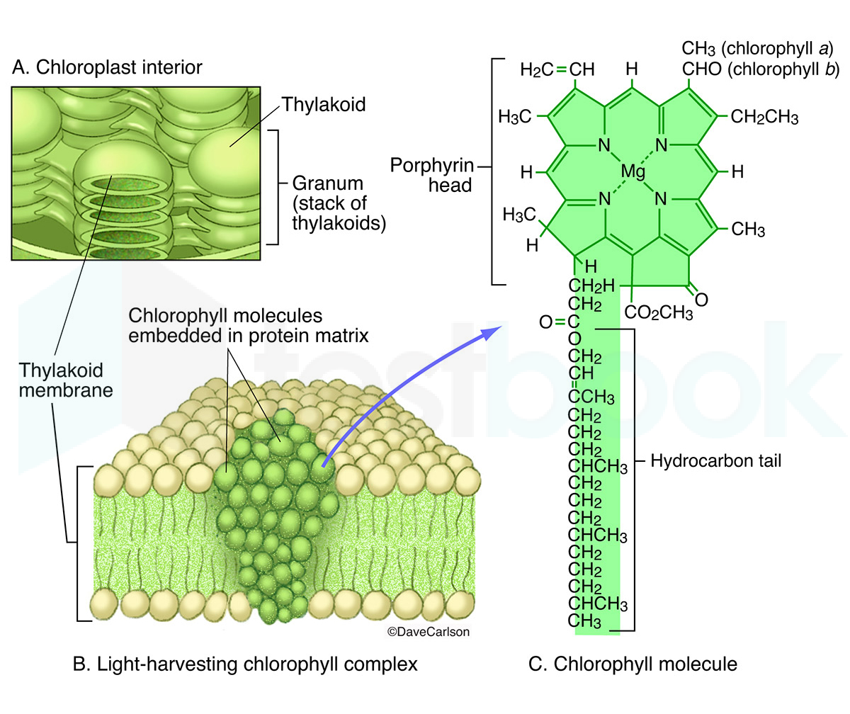 [Solved] Chlorophyll contains