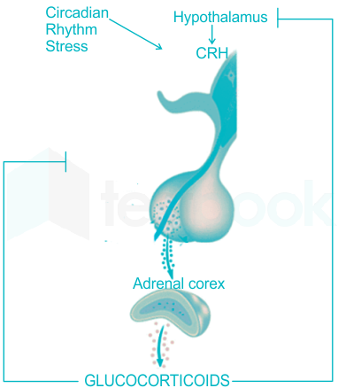 most important glucocorticoid secreted by the adrenal cortex