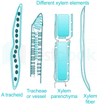 plant tissue xylem