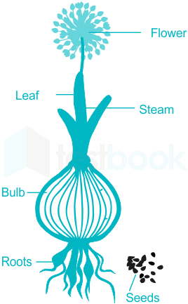 onion plant diagram