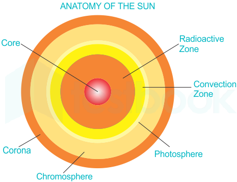 [Solved] The central part of the Sun is called-