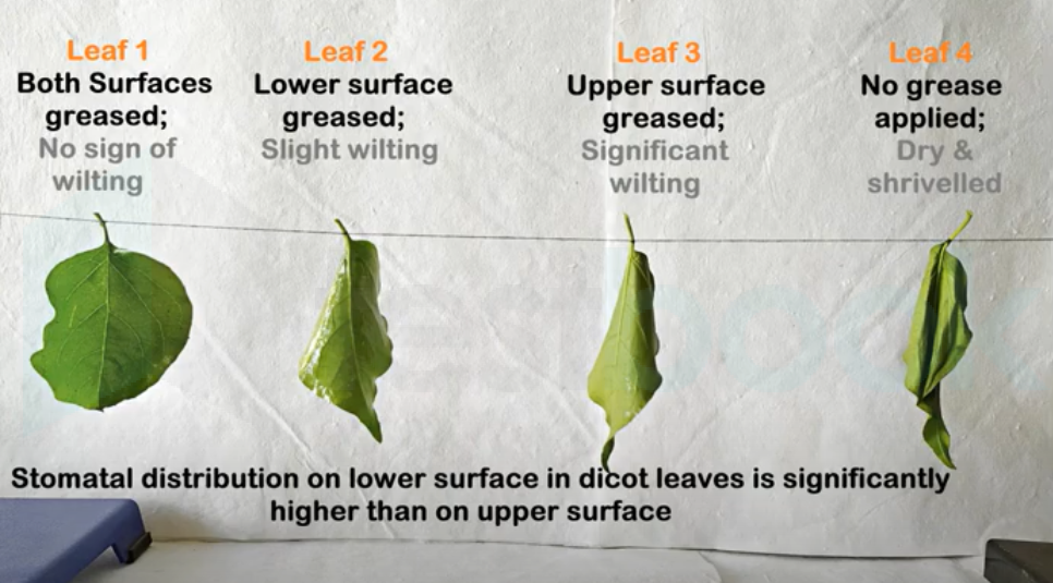 Oil leaf experiment