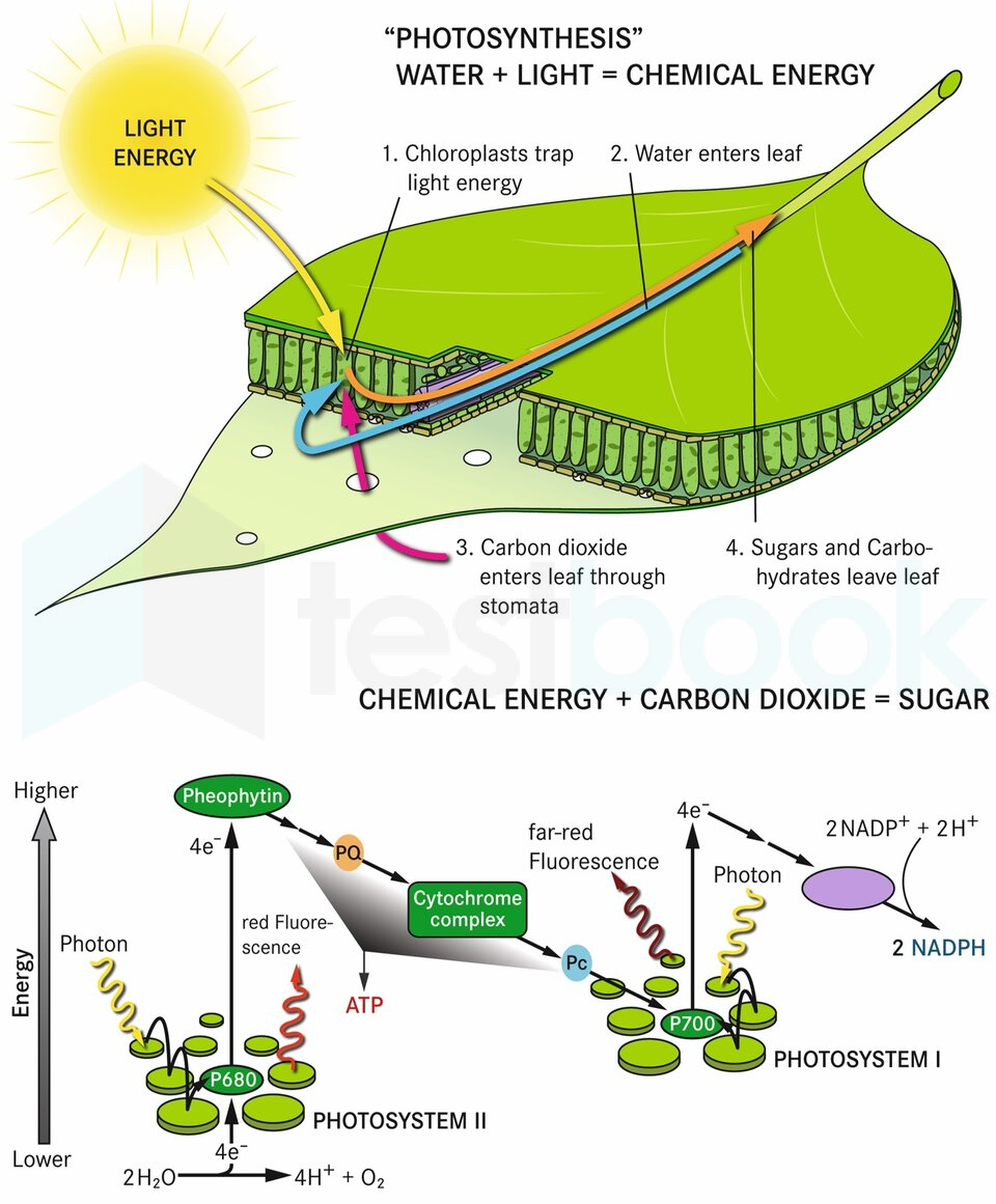 Sunlight In Photosynthesis Role Importance Expii My XXX Hot Girl   Photosynthesis Article 