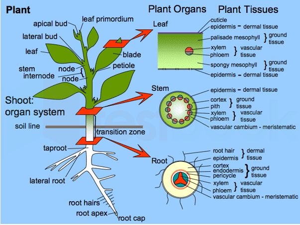 sclerenchyma diagram