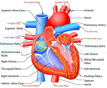 [Solved] Small upper chambers of heart are called