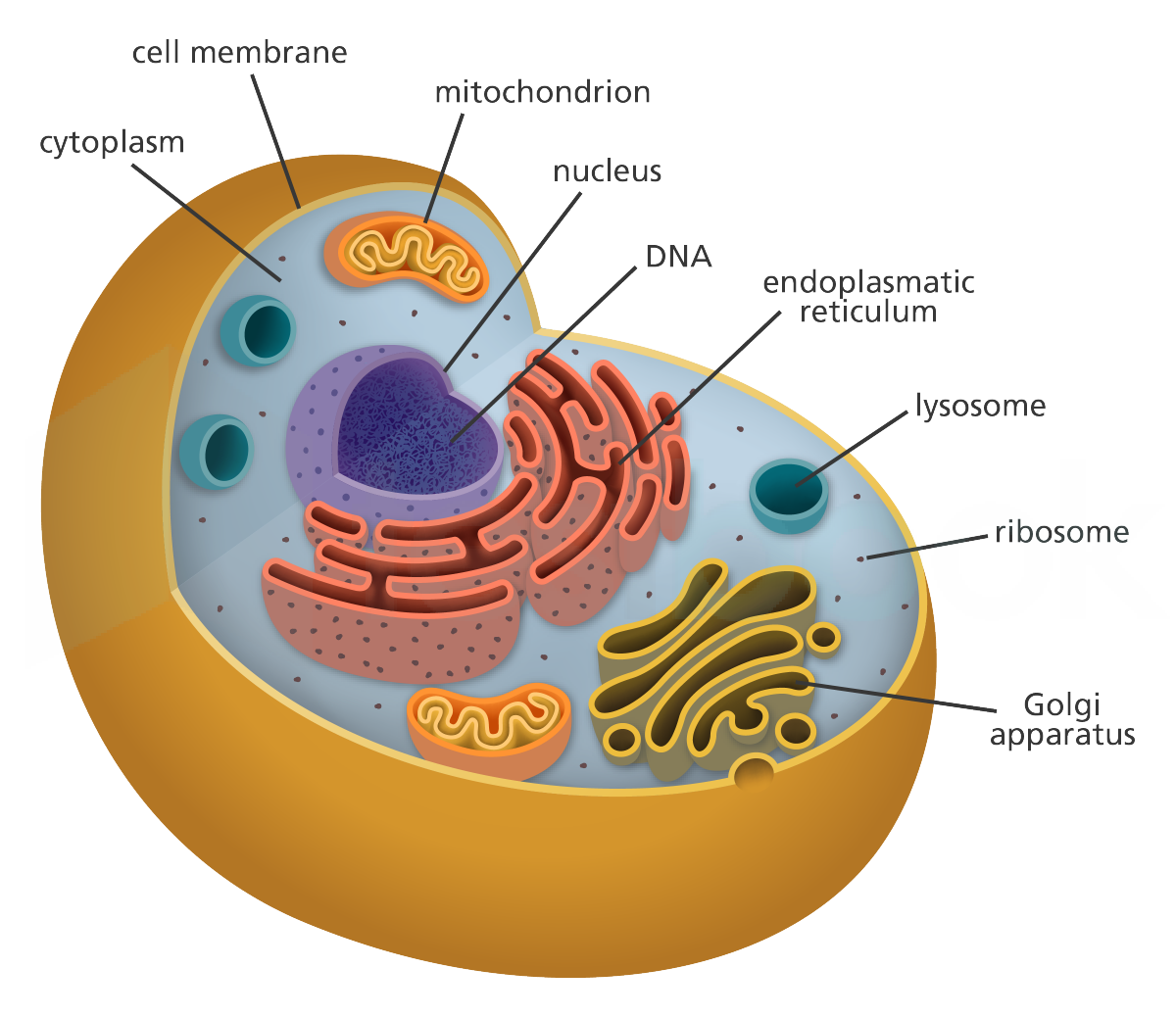 cell diagram yourgenome