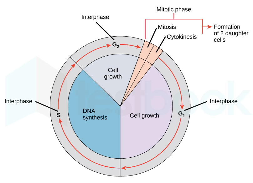 interphase