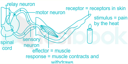 reflex arc3