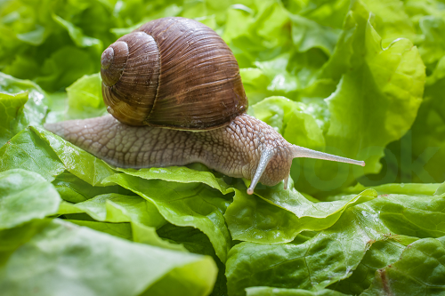 Slug-eating-lettuce-leaf.-Snail-invasion-in-the-gardenAlexander-RathsS