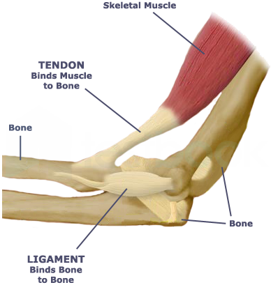 tendon ligament diagram