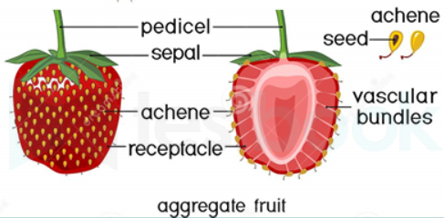 fruit contains a seed