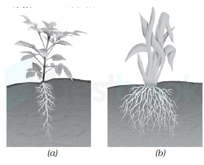 grass fibrous roots