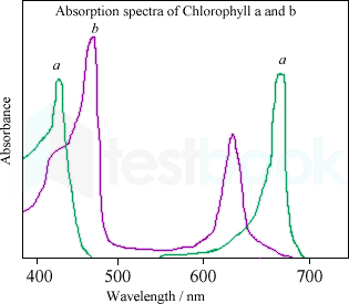 chloroabs