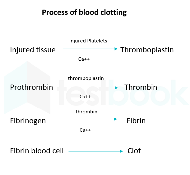 solved-what-is-the-synonym-of-clotting-factor-ii