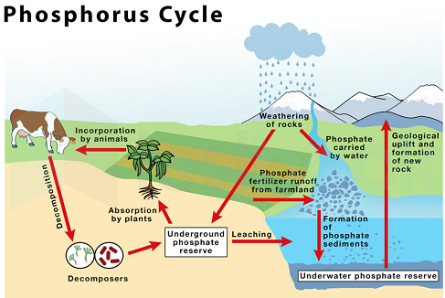 Phosphorus-Cycle-Diagram-1-1024x731