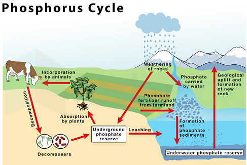 biogeochemical cycles sulfur