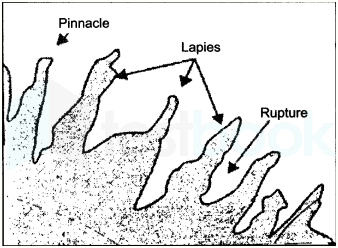 lapes