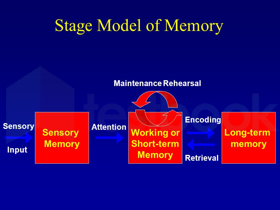 [Solved] Information processing model of memory was given by: