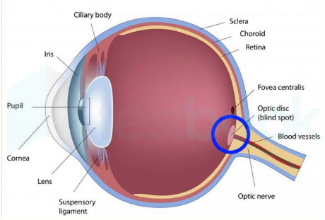 spot blind