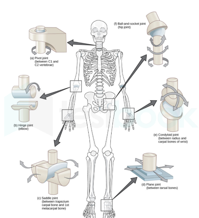 mechanical pivot joint