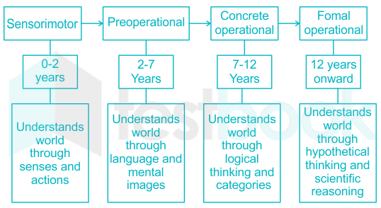 Solved In Jean Piaget s theory of cognitive development conser