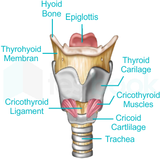 Sensory Organs MCQ [Free PDF] - Objective Question Answer for Sensory ...