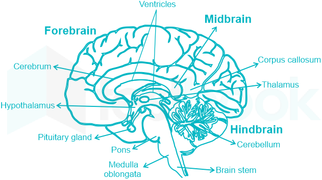 Information: The real weight of the brain inside the skull is 1200 - 1400  grams