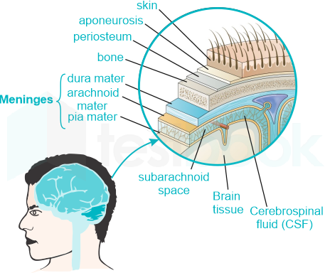 brain tissue layers