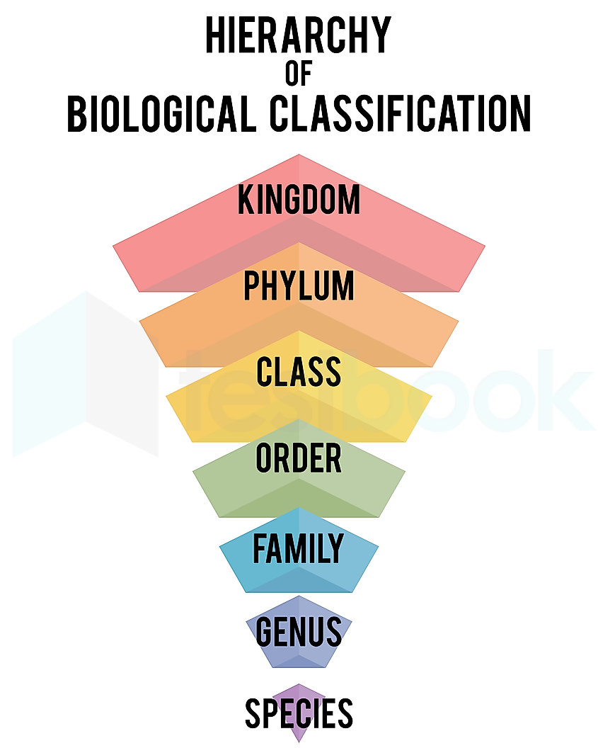 classification-system