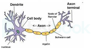 [Solved] What is a cyton called