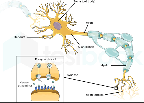 neuron