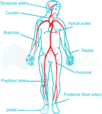 distal pulses