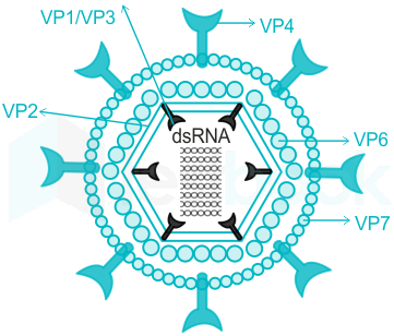 Solved Which One Of The Following Is A Double Stranded Rna Ds Rna