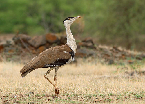 Indian-bustard-bird-species