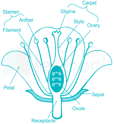 gametes in plants