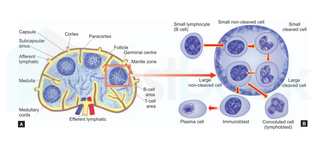 lymph node follicle anatomy