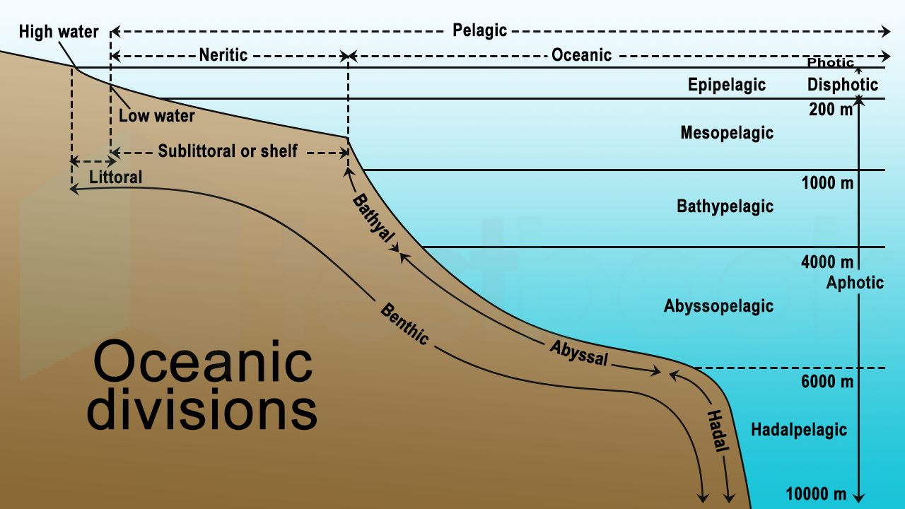 Ecology - Types and Function MCQs D1