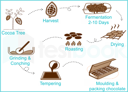 [Solved] Chocolate is obtained from the seeds of