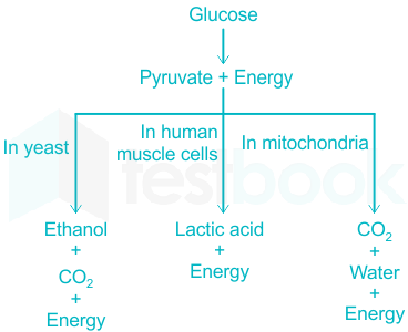 glucose to pyruvate