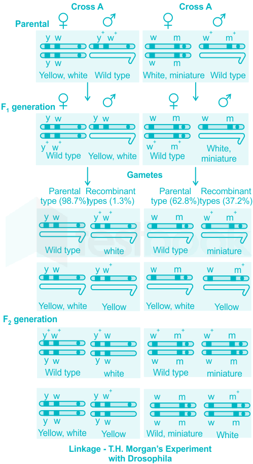 Linkage, recombination and the mapping of genes on chromosomes Flashcards
