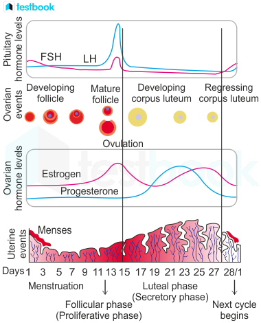 Menstrual Cycle MCQ [Free PDF] - Objective Question Answer for ...